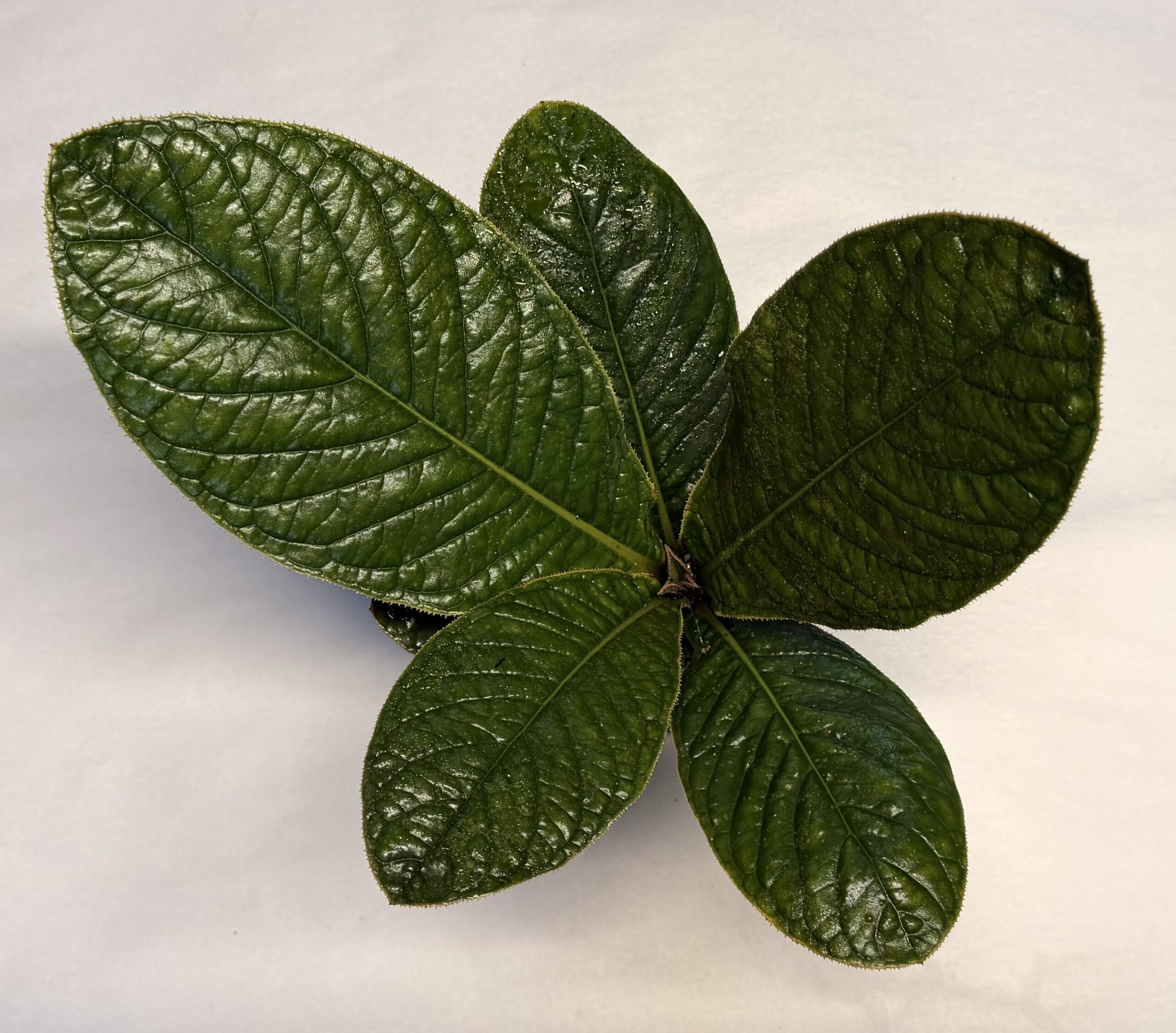 Cybianthus anthuriophyllus - Image 4
