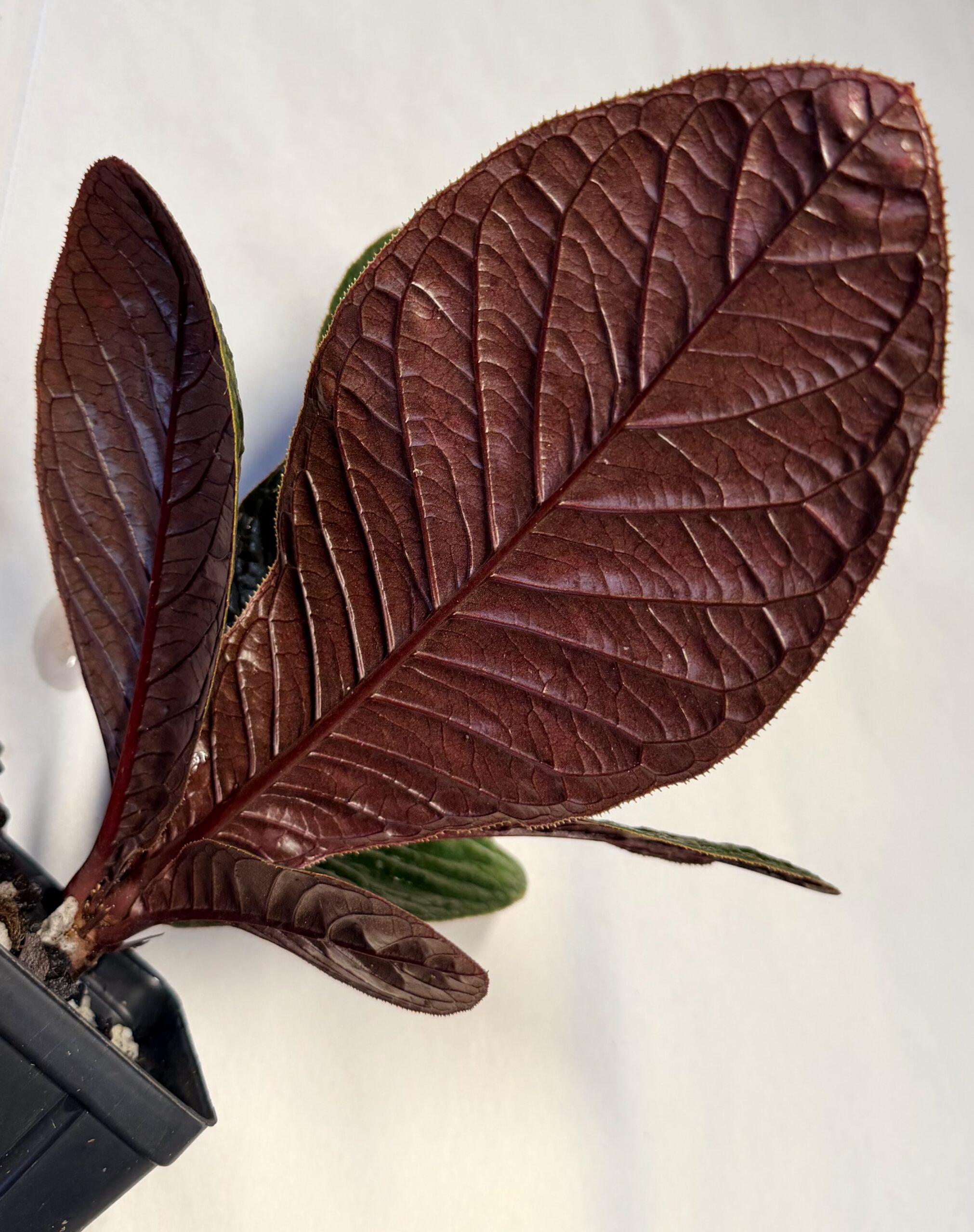 Cybianthus anthuriophyllus - Image 3