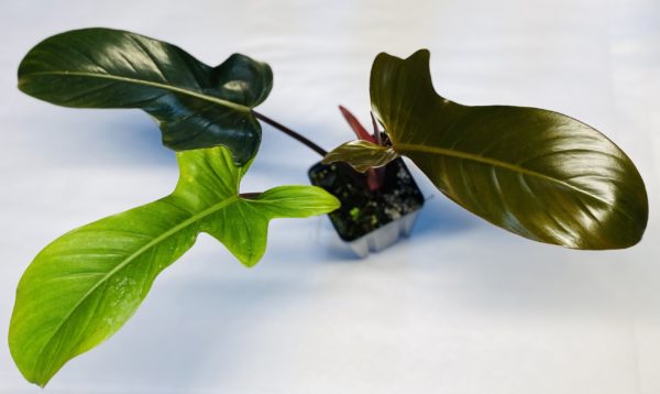 Philodendron 'Florida Bronze' - Image 2