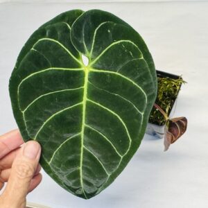 amazonica alocasia polly Alocasia Amazonica - Alocasia Polly - Grower’s Choice - 4” Pot main image 0