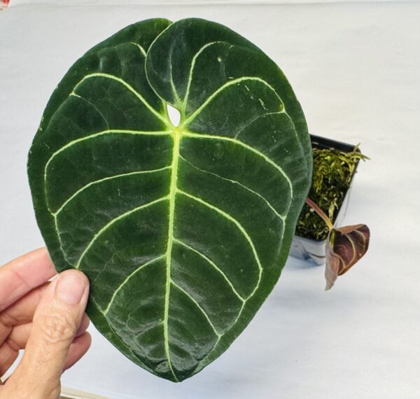 Anthurium regale - Image 2
