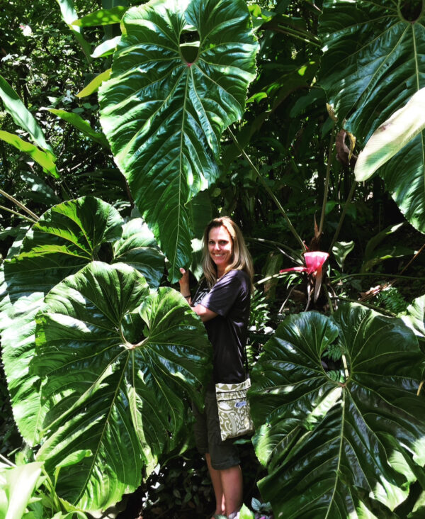 Anthurium cupulispathum