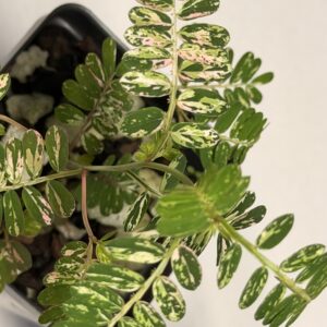 Phyllanthus urinaria 'Pink' variegated