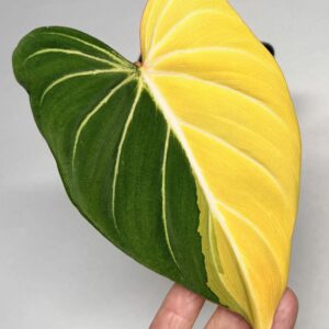 5549 Philodendron gloriosum type 1