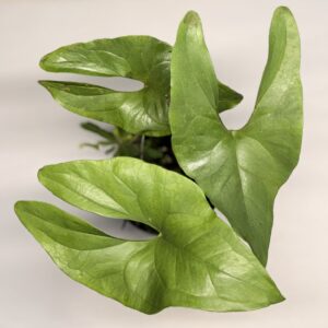 Anthurium diabloense