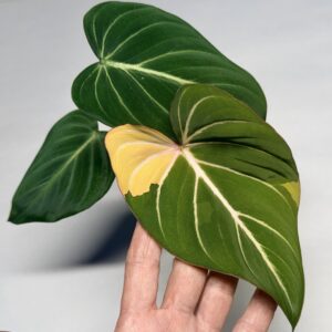 5550 Philodendron gloriosum type 1