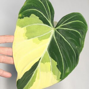 5551 Philodendron gloriosum type 1