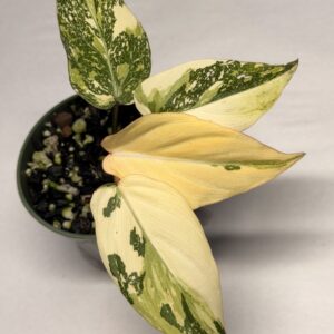 5552 Philodendron gloriosum type 2