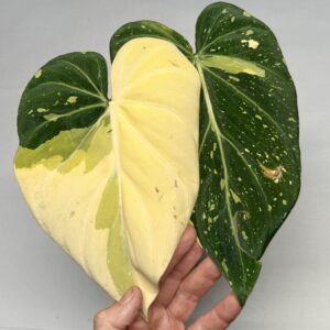 5553 Philodendron gloriosum type 2