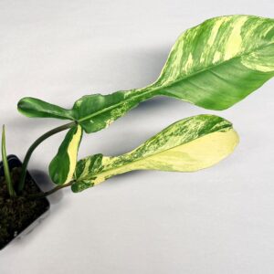 5554 Philodendron joepii variegated