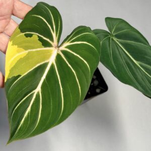 5555 Philodendron gloriosum type 1