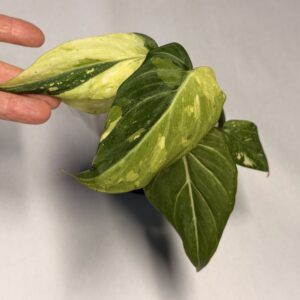 5556 Philodendron gloriosum type 2