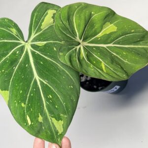 5557 Philodendron gloriosum type 2