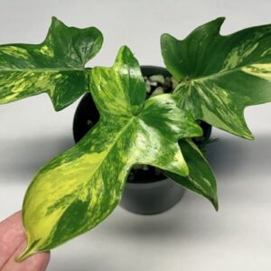 5558 Philodendron pedatum variegated