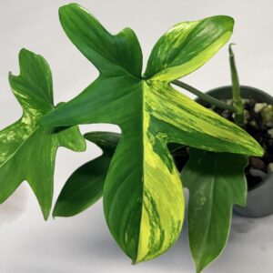 5559 Philodendron pedatum variegated