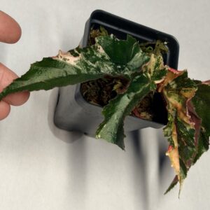 5560 Begonia Ginny Galaxy