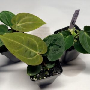 Anthurium Fairchild x NSE Red crystallinum selfed seedlings