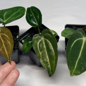 Anthurium carlablackiae RA "prenumbered"
