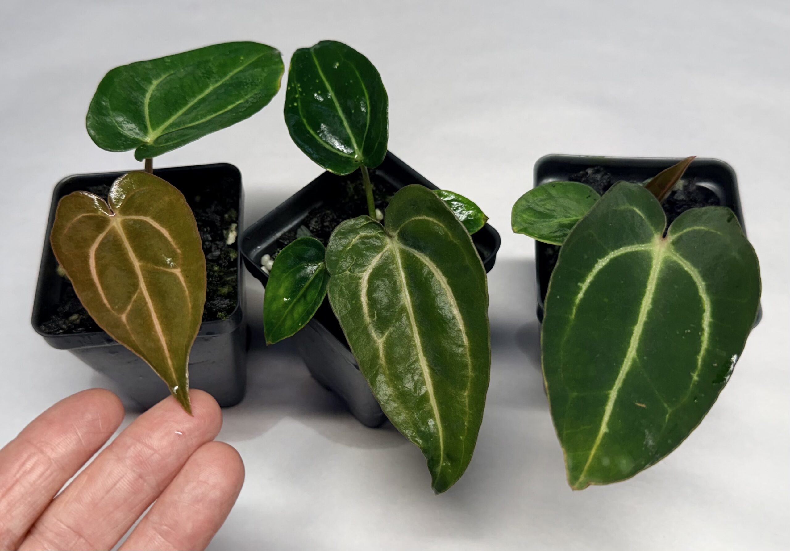 Anthurium carlablackiae RA "prenumbered"
