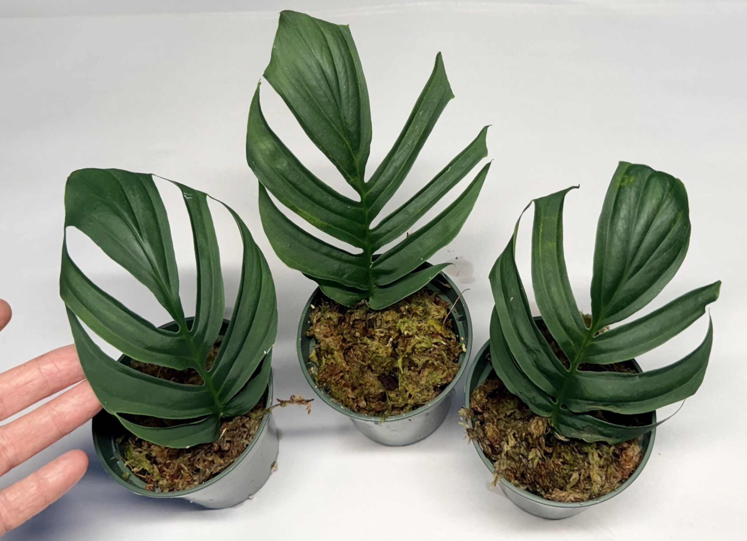 Rhaphidophora tenuis 'Silver' - Image 2