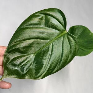 Philodendron lynamii - NSE Tropicals