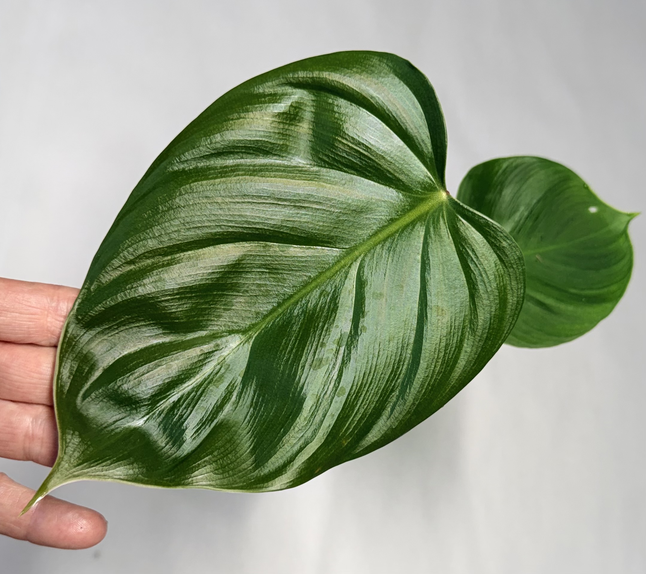 Philodendron lynamii - NSE Tropicals