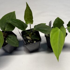 Anthurium carlablackiae x NSE portillae selfed seedlings