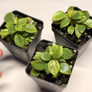Mini Philodendron gloriosum