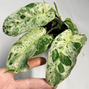5562 Philodendron albo paraíso verde x billietiae