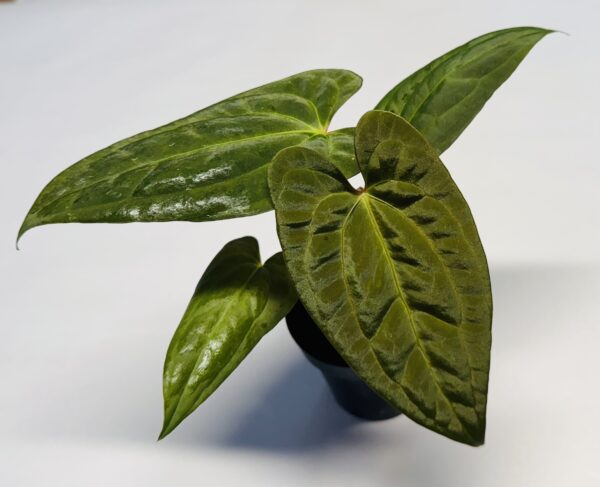 Anthurium long papillilaminum x Dark phoenix