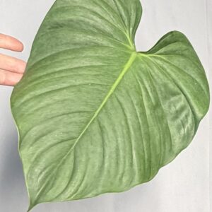 Philodendron Silver blue sp