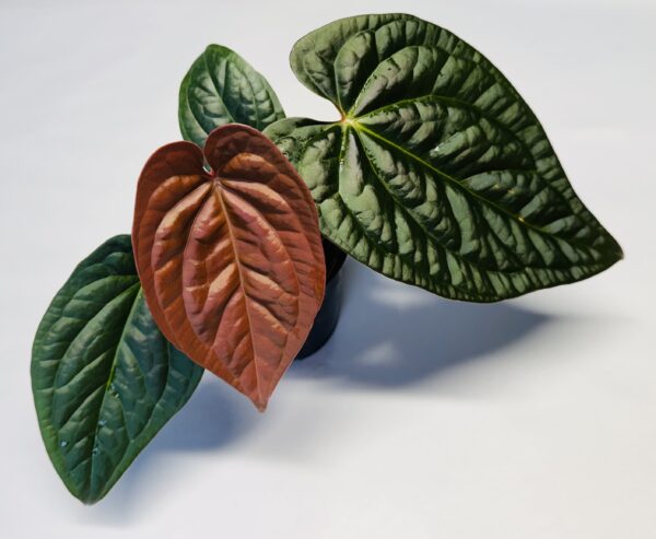 Anthurium Red crystallinum x luxurians