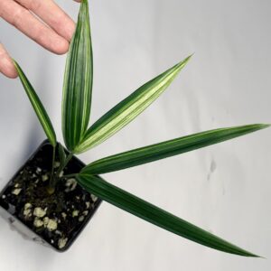 5563 Variegated Red sealing wax palm - Cyrtostachys renda