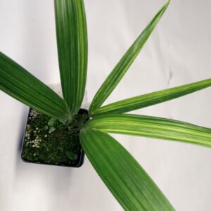 5564 Variegated Red sealing wax palm - Cyrtostachys renda