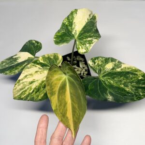 5324 Variegated Anthurium papillilaminum x Ace of Spades