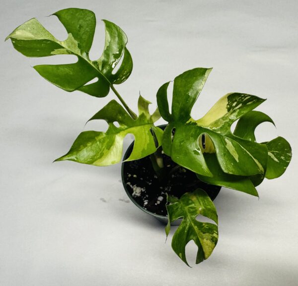 Variegated Rhaphidophora tetrasperma