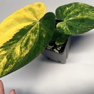 5327 Variegated Anthurium papillilaminum x BVEP