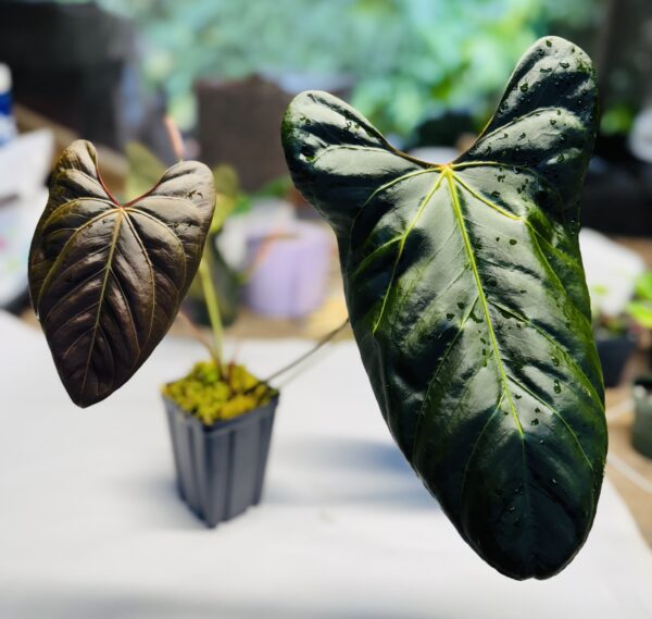 Anthurium papillilamnum x portillae 'Dorito'