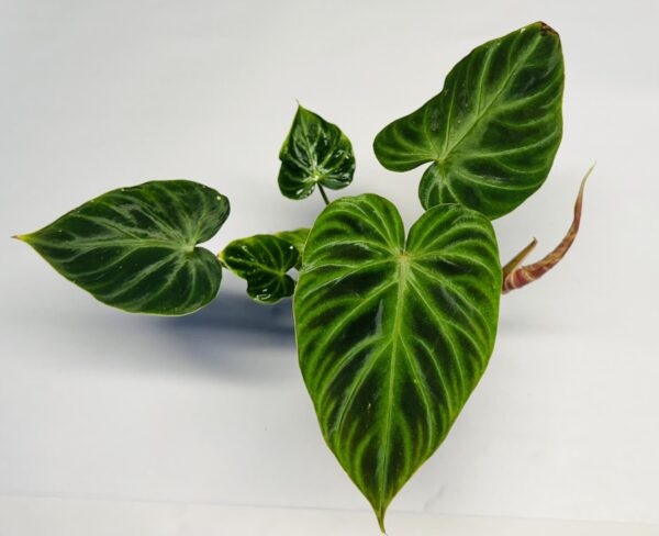 Philodendron verrucosum