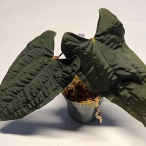 5566 Anthurium RVDP clone