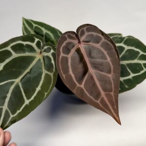 5567 Anthurium Tim Anderson Wonderboy lineage