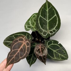 5568 Anthurium Tim Anderson Wonderboy lineage