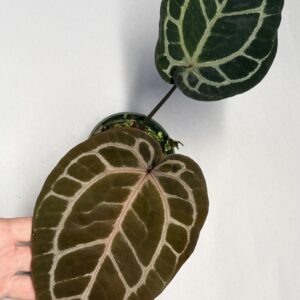 5569 Anthurium Tim Anderson Wonderboy lineage