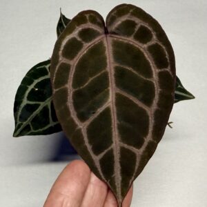5570 Anthurium Tim Anderson Wonderboy lineage