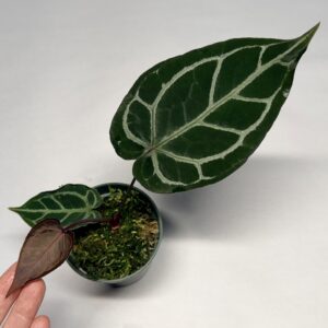 5571 Anthurium Tim Anderson Wonderboy lineage