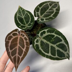 5572 Anthurium Tim Anderson Wonderboy lineage