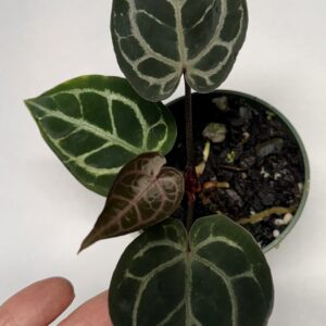 5573 Anthurium Tim Anderson Wonderboy lineage