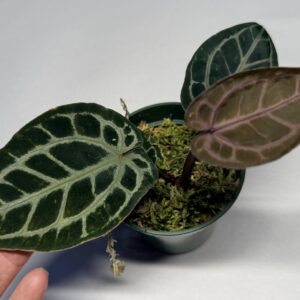 5574 Anthurium Tim Anderson Wonderboy lineage