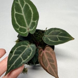5577 Anthurium Tim Anderson Wonderboy lineage