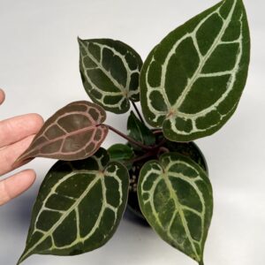 5575 Anthurium Tim Anderson Wonderboy lineage
